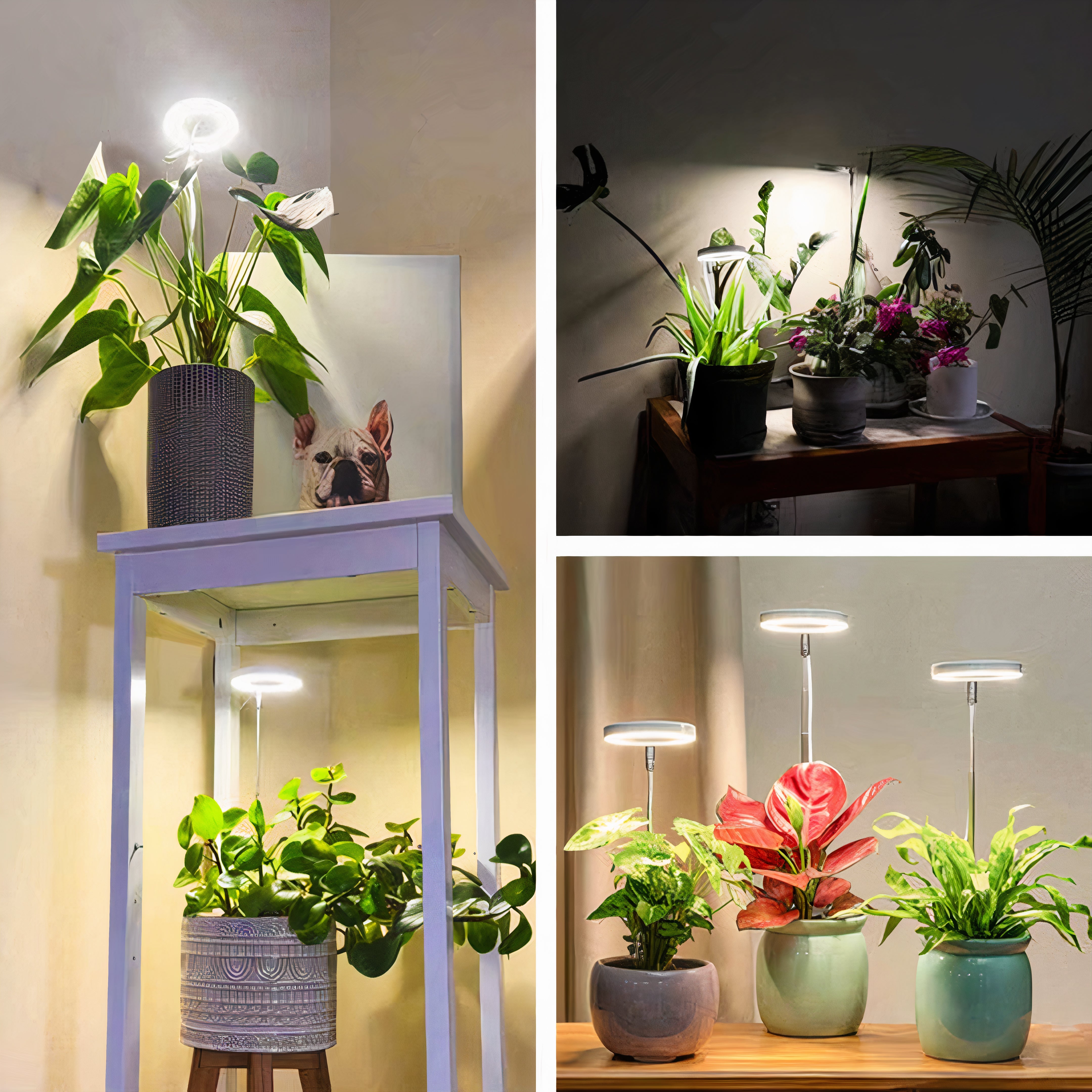 Full Spectrum LED Grow Light | Dimmable, Timer, Adjustable Height