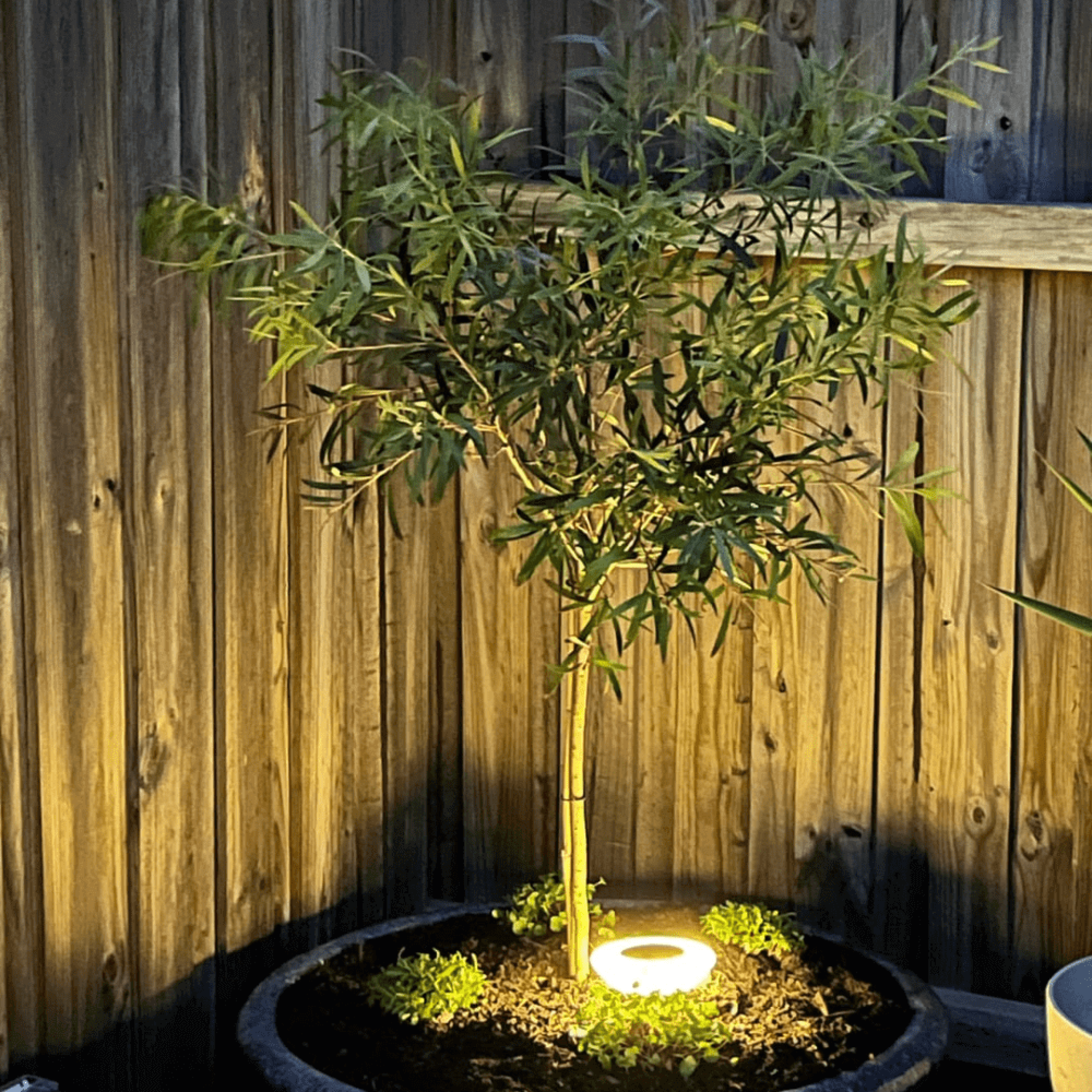 Solar Garden Lights Outdoor | IP65 Weatherproof LED Path Lights