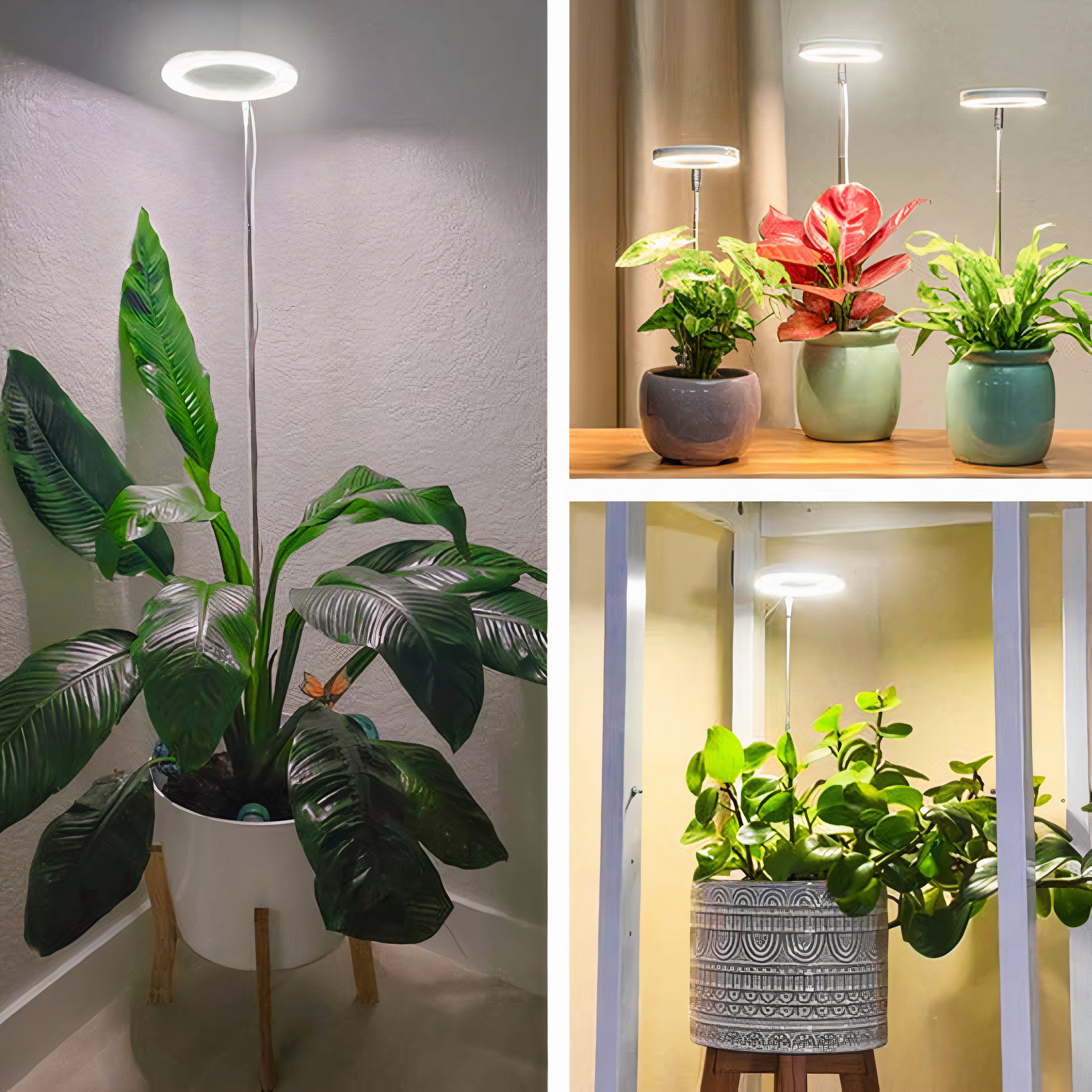 Full Spectrum LED Grow Light | Dimmable, Timer, Adjustable Height
